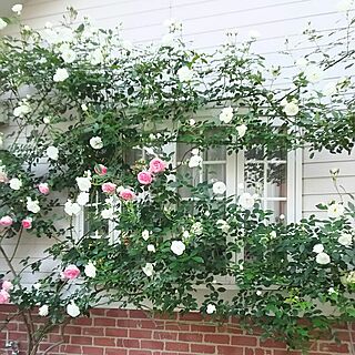 玄関/入り口/庭/薔薇が好き/花のある暮らし/薔薇のある景色...などのインテリア実例 - 2016-05-14 21:12:51
