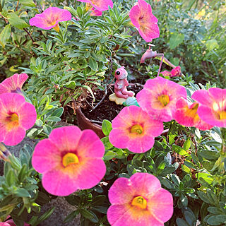 10月の庭/カリブラコア/東側の庭/長く咲く花❀のインテリア実例 - 2021-10-10 07:09:37