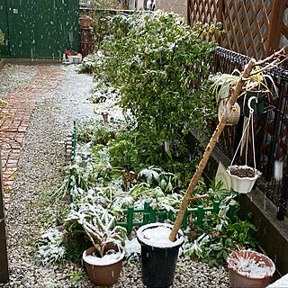 東京なの？？？/大雪警報発令中☃/3月29日肉の日！/「RCカントリー倶楽部☆」/花のある暮らし...などのインテリア実例 - 2020-03-29 10:06:51