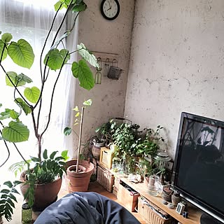 部屋全体/観葉植物のある暮らし/観葉植物/DIY/リサイクルショップ...などのインテリア実例 - 2023-06-24 08:00:33