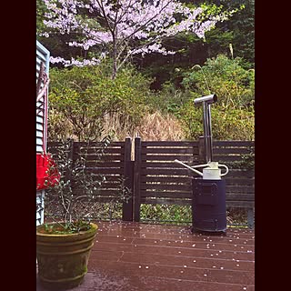 玄関/入り口/オリーブ/ウッドデッキ/桜/サンルームから眺める...などのインテリア実例 - 2017-04-15 11:53:02