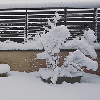 玄関/入り口/雪/雪の日/大雪/大雪警報発令中...などのインテリア実例 - 2017-01-23 23:05:22