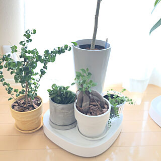 観葉植物/1K/シンプルな暮らし/賃貸暮らし/掃除を楽にしたい...などのインテリア実例 - 2022-05-25 11:37:20