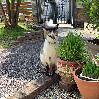 猫草/猫草を鉢に入れただけ/RCの出会いに感謝♡/カラフル好き/みて頂き有難うございます(^^)...などのインテリア実例 - 2021-04-19 08:59:10