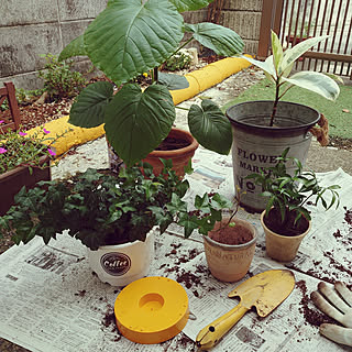 玄関/入り口/古い家に住む/築年数46年以上/観葉植物/癒し...などのインテリア実例 - 2022-09-24 10:29:19