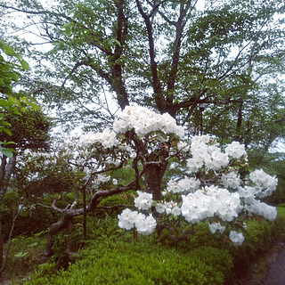 玄関/入り口/庭のお花/お花のある暮らし/庭/庭の木...などのインテリア実例 - 2021-05-07 10:17:53