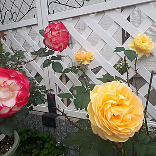 部屋全体/薔薇のある暮らし/5月の庭/お庭のお花♡/駐車場からお庭へ‥…...などのインテリア実例 - 2021-05-15 16:47:21