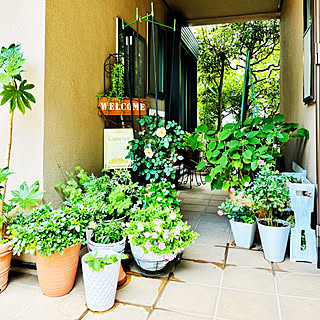 玄関/入り口/留守しても元気な植物たち/土間空間の植物の配置換え/夏の模様替え/夏...などのインテリア実例 - 2023-07-29 07:40:55