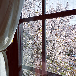 リビング/植物のある暮らし/窓辺/朝の風景/桜...などのインテリア実例 - 2021-03-31 09:07:04