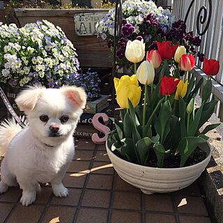 mix犬/ペキニーズ/ポメラニアン/お花のある暮らし/お花...などのインテリア実例 - 2017-04-13 10:03:06