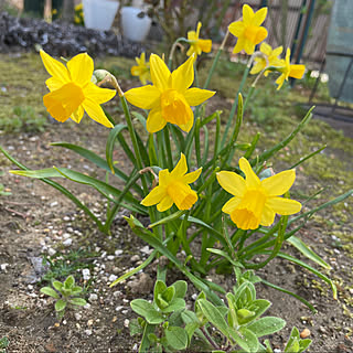 ここ2.3日暑い/ペチュニア/水仙の花 ❁春の気配+..・*/陽射しが強い/晴れ24℃...などのインテリア実例 - 2022-04-12 14:38:09