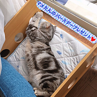 楽天ROOMで紹介してます/木製ソファ/猫ベッド/猫のいる日常/猫のいる暮らし...などのインテリア実例 - 2020-07-07 20:19:06