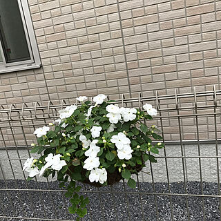 玄関/入り口/N′s Gardenのインテリア実例 - 2017-08-20 13:54:41
