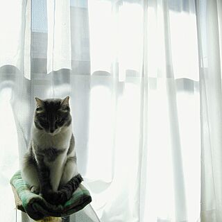 部屋全体/猫/ねこ/ねこのいる風景/小鉄...などのインテリア実例 - 2016-02-15 14:51:18