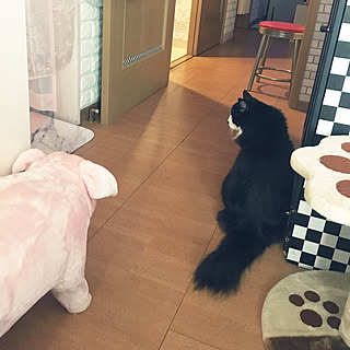 クッキーさん/たぬ猫/猫/部屋全体のインテリア実例 - 2019-06-10 13:21:53