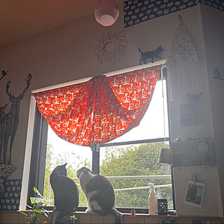 IKEA猫柄カーテン/窓辺の猫/ねこのいる風景/白キジのん/黒猫ミースケ...などのインテリア実例 - 2022-04-03 08:49:38