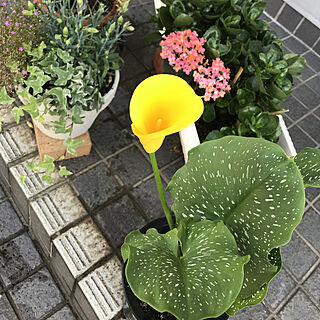 初夏の花/花言葉/黄色い花/カラー/いつもいいねありがとうございます♡...などのインテリア実例 - 2019-06-17 07:37:37