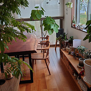 机/飛騨家具チェア/観葉植物のある暮らし/植物のある暮らし/好きなものに囲まれて暮らす...などのインテリア実例 - 2021-12-12 13:28:15