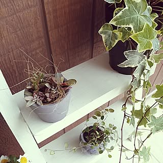 壁/天井/カメラマーク出たので/100均/多肉植物♪/ワイヤープランツ増やし中...などのインテリア実例 - 2015-04-10 14:59:33