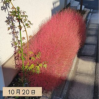 玄関/入り口/秋/花壇/コキア/みなさんに感謝です♡...などのインテリア実例 - 2023-10-22 01:13:49