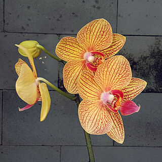 部屋全体/orchidのインテリア実例 - 2021-07-27 16:33:35
