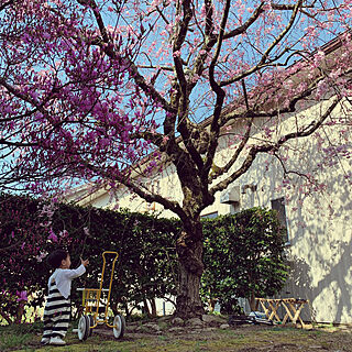 つつじ/しだれ桜/いつもありがとうございます（◞‿◟）♡のインテリア実例 - 2020-04-04 15:53:27