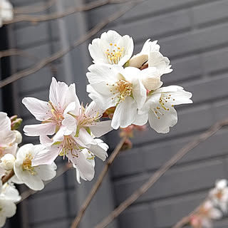 玄関/入り口/お花に癒されます♡/植物のある暮らし/花のある暮らし/NO GREEN NO LIFE...などのインテリア実例 - 2022-01-07 12:23:46