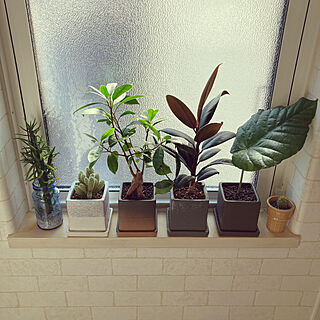 窓際のグリーン/100均/DIY/コーヒーの木/植物のある暮らし...などのインテリア実例 - 2021-01-10 12:43:39