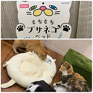 ぶさ猫クッション/茶トラ/猫と暮らす/ねこと暮らす/ねこのいる暮らし...などのインテリア実例 - 2022-07-24 07:13:15