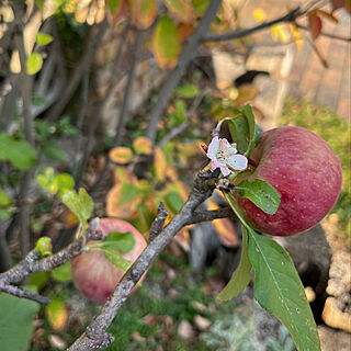 狂い咲き？/りんごの花/りんご/ジューンベリー/紅葉...などのインテリア実例 - 2022-11-05 18:16:00