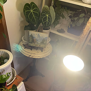 植物/アンティーク雑貨/植物ある暮らし/favorite＿zakka/LED電球...などのインテリア実例 - 2022-01-10 17:52:49