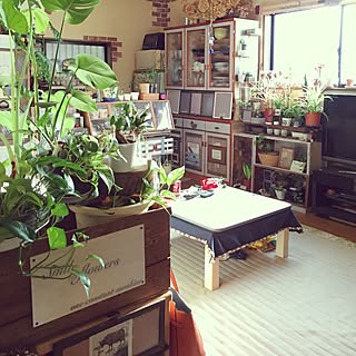 部屋全体/観葉植物/アロエ/多肉植物/DIY...などのインテリア実例 - 2016-10-06 07:33:59