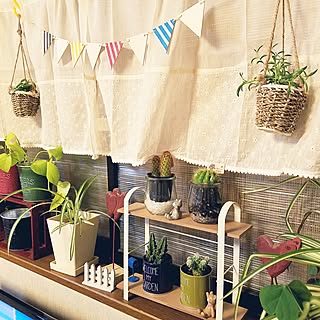 部屋全体/植物/日替わり投稿企画!木曜日/100均雑貨/100均大好き...などのインテリア実例 - 2017-05-11 20:01:40