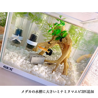 ダイソー エビ水槽の商品を使ったおしゃれなインテリア実例 Roomclip ルームクリップ
