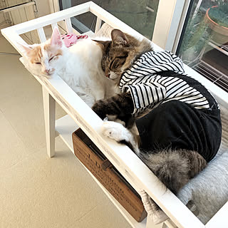 リビング/IKEA/猫のいる暮らし/フォロワーさんに感謝♥/NO CAT,NO LIFE❤️...などのインテリア実例 - 2018-11-15 22:21:18