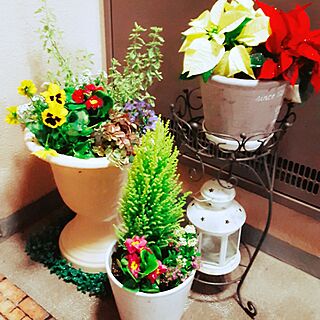 玄関/入り口/観葉植物/植物/グリーンフィンガーのインテリア実例 - 2016-11-16 00:36:41