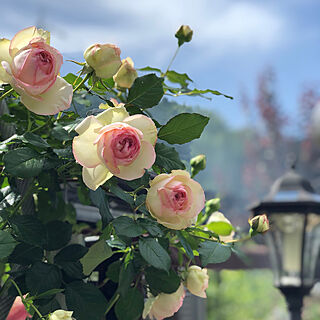 ピエールドゥロンサール/バラ/薔薇/花のある暮らし/Mygarden...などのインテリア実例 - 2019-05-29 14:32:34