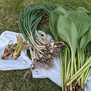 部屋全体/春の味覚/行者にんにく/タラの芽/のびる...などのインテリア実例 - 2023-04-29 20:36:00