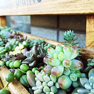 部屋全体/succulent plants/DIY/すのこ棚/多肉植物...などのインテリア実例 - 2015-11-03 18:35:30