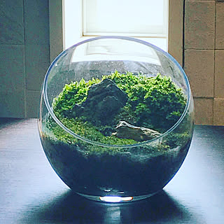 棚/植物のある生活/植物のある部屋/植物のある暮らし/植物...などのインテリア実例 - 2018-01-08 07:22:36