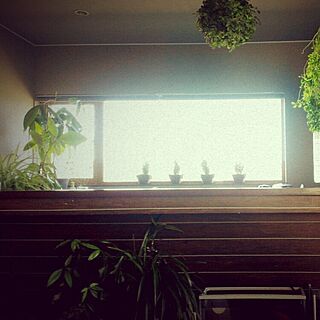 キッチン/窓のあるキッチン/植物のある暮らしのインテリア実例 - 2016-07-01 21:28:17