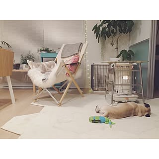 賃貸/犬と暮らす/コロナストーブ/Instagram:yui____k/ペット...などのインテリア実例 - 2017-01-18 15:11:47