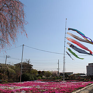 こいのぼり/庭/ガーデニング/花のある風景/芝桜のインテリア実例 - 2022-04-08 13:33:38