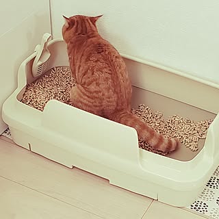 キッチン/インテリア/猫トイレ/ねこのいる日常/ねこと暮らす...などのインテリア実例 - 2023-05-25 07:02:26