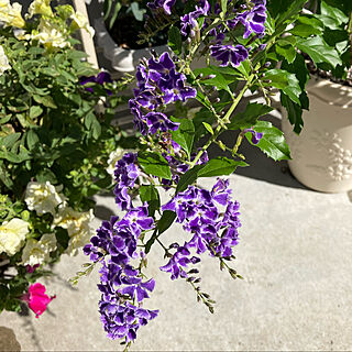 デュランタのインテリア実例 Roomclip ルームクリップ