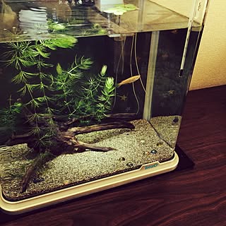 流木 マツモのおしゃれなアレンジ 飾り方のインテリア実例 Roomclip ルームクリップ