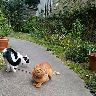 玄関/入り口/いつもいいね！ありがとうございます♪/自然が好き/花が好き/薔薇が好き...などのインテリア実例 - 2017-10-01 20:38:08