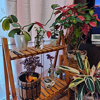 棚/観葉植物/ゼラニウム/散歩中に拾った/ツボミがついた！...などのインテリア実例 - 2024-04-05 10:08:06