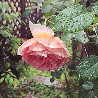 バラ初心者/rose/アブラハムダービー/手作りの庭のインテリア実例 - 2016-05-17 12:07:20