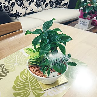 キッチン/観葉植物/プレゼント/ありがとう✨大切にするね♡のインテリア実例 - 2017-06-25 18:31:33